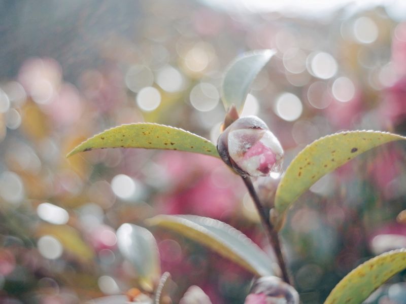 Pentacon（ペンタコン）electric Multi Coating 29mm/F2.8｜オールド