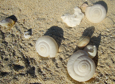 あんなこんな 第217回