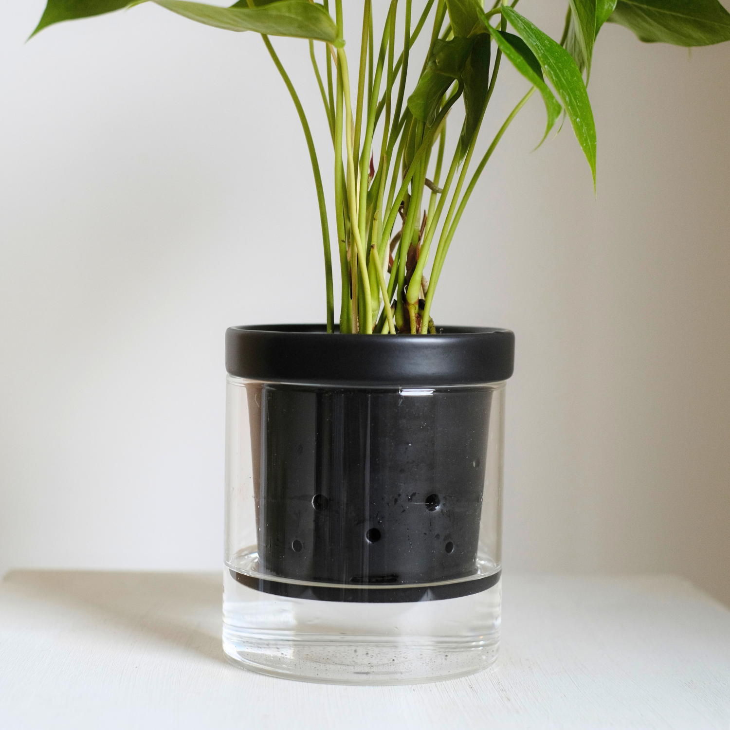 水耕栽培 ハイドロカルチャー専用鉢 食虫植物の鉢｜陶器 おしゃれな鉢