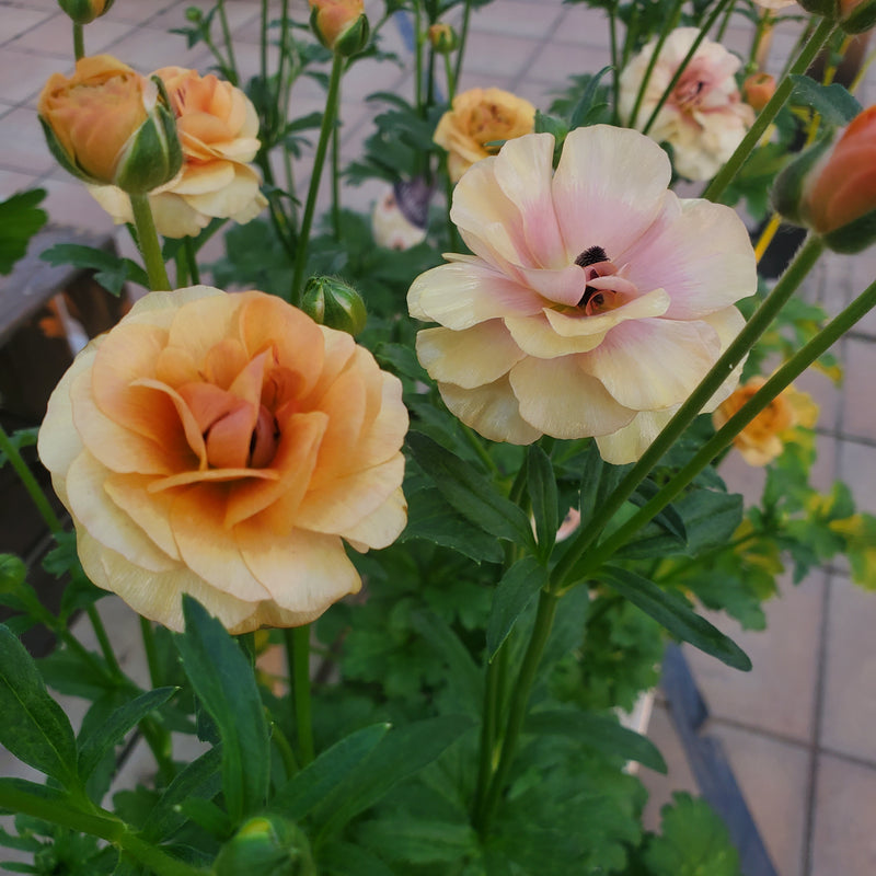 ラナンキュラスラックス 【ベスタリス】 1月上旬より順次発送