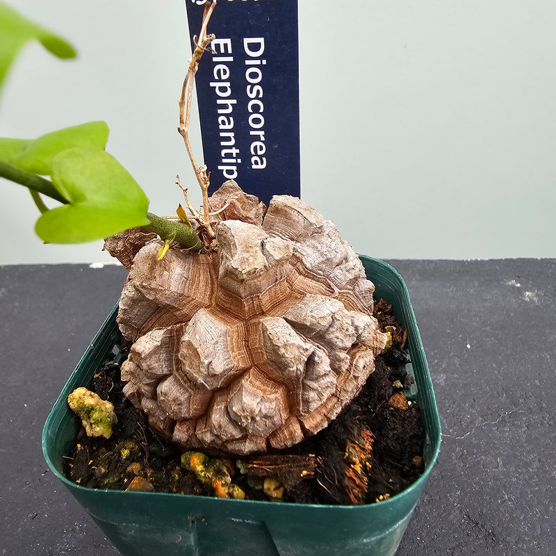 アフリカ亀甲竜 Dioscorea elephantipes