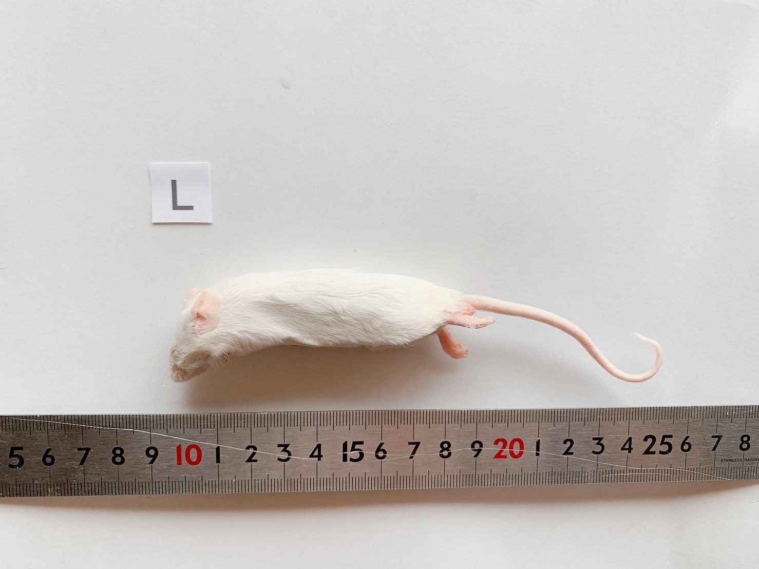 冷凍ラット 20匹セット キャッツ様専用冷凍ラット20匹 【公式通販】