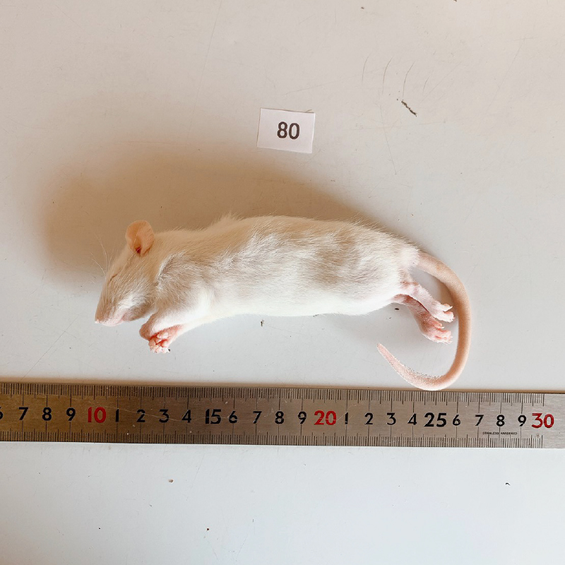 最短当日発送】冷凍ホッパーラット（80サイズ）5匹パック(～80g