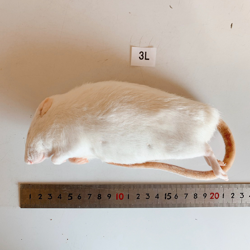 冷凍ラット | リトルモンスターおおさか