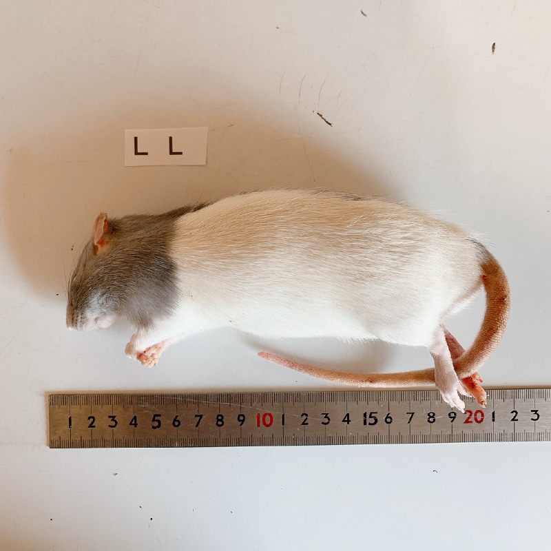 冷凍ラット | リトルモンスターおおさか