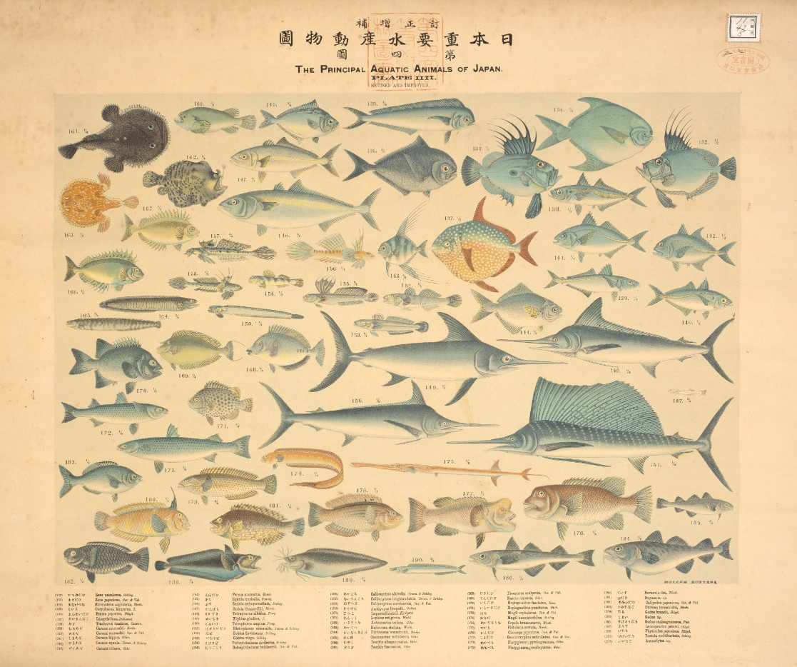日本水産動植物圖集・日本重要水産動物圖 明治～昭和初期に大日本水産