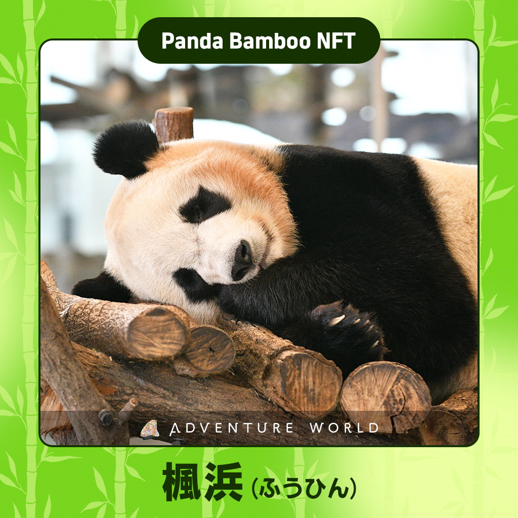 岸和田市】パンダバンブーNFTを無料配布します！（OSAKA KOUMIN
