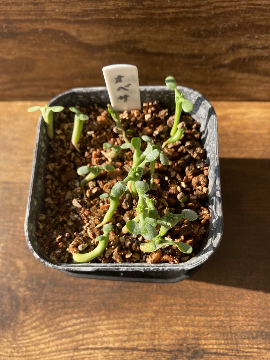 ユーフォルビアオベサ栽培記録】ユーフォルビアオベサ実生の育て方徹底