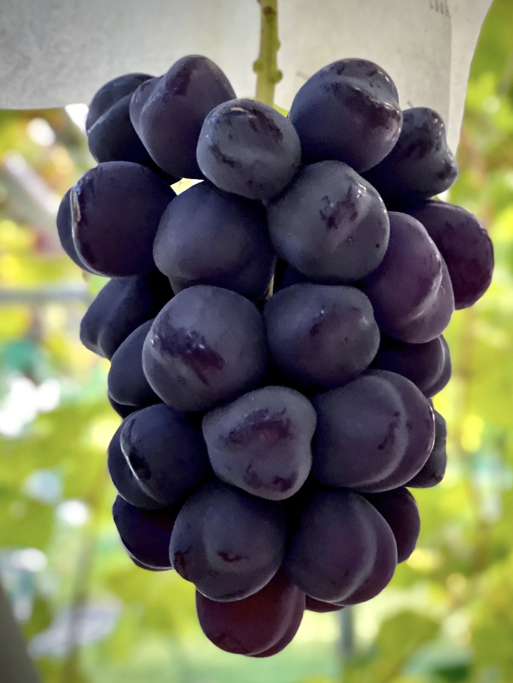 ぶどうのご紹介 | おさなごファームラボラトリー