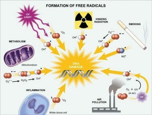 6 Factors Which Increase Free Radical Damage – OptiHealth Products