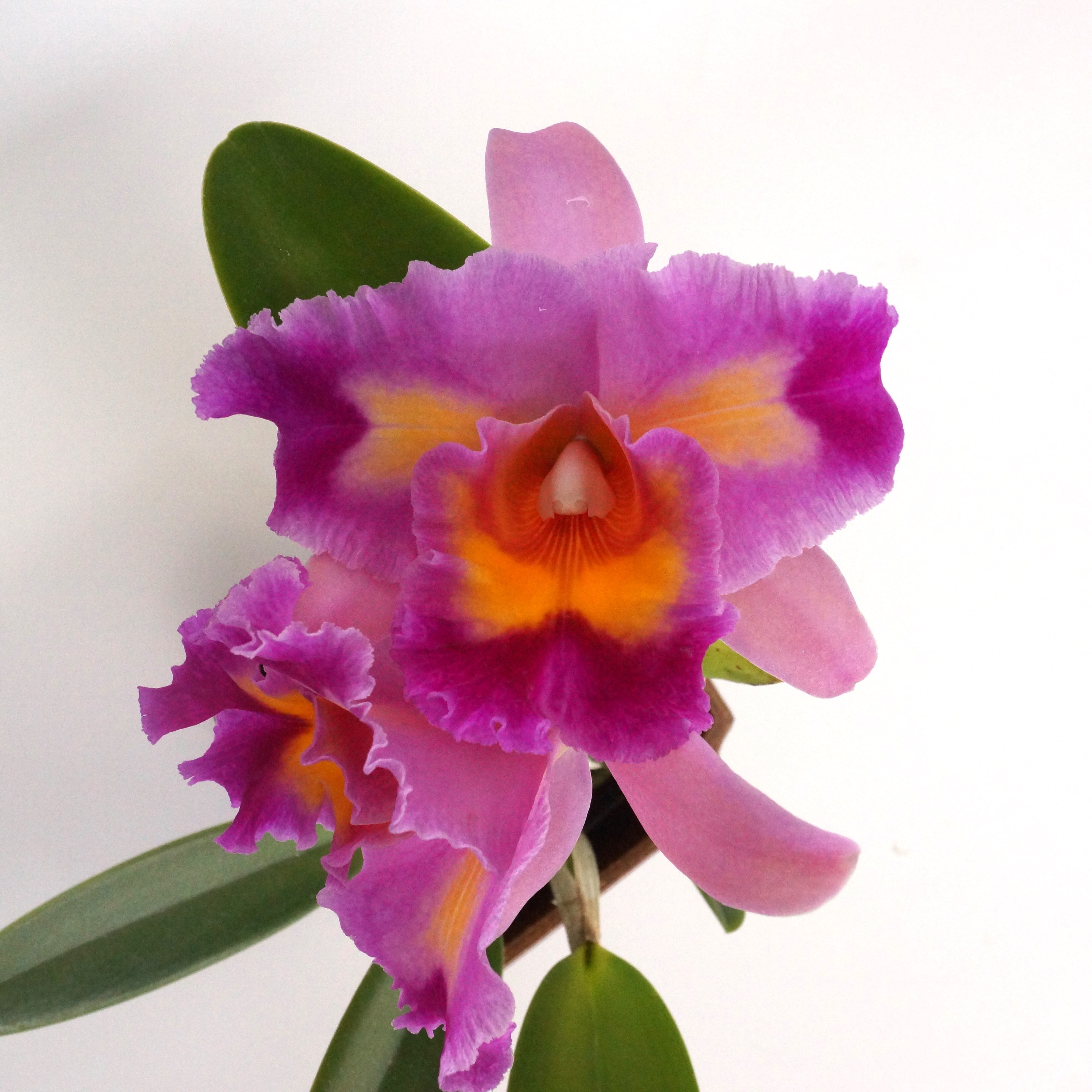 Rlc. Long Life 'Rainbow Yuki' x Pot. Dick Smith 'Paradise