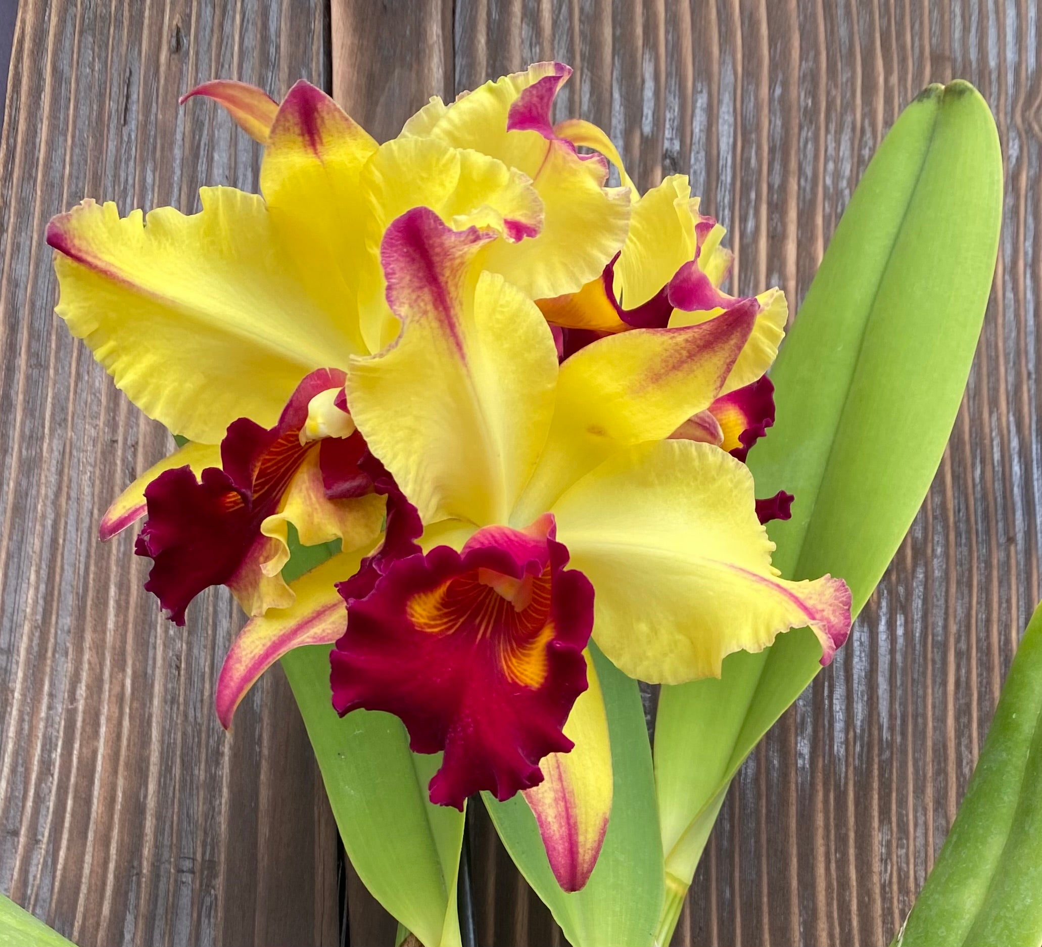 Blc.DoraLouiseCapan_Lea_5.jpg?