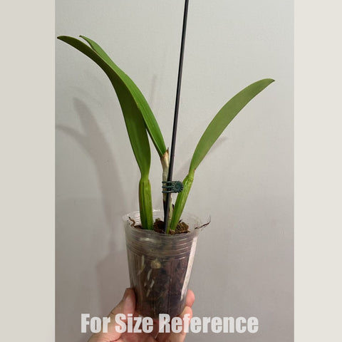 Jun Preorder 25 (Arrived) – Orchidmart