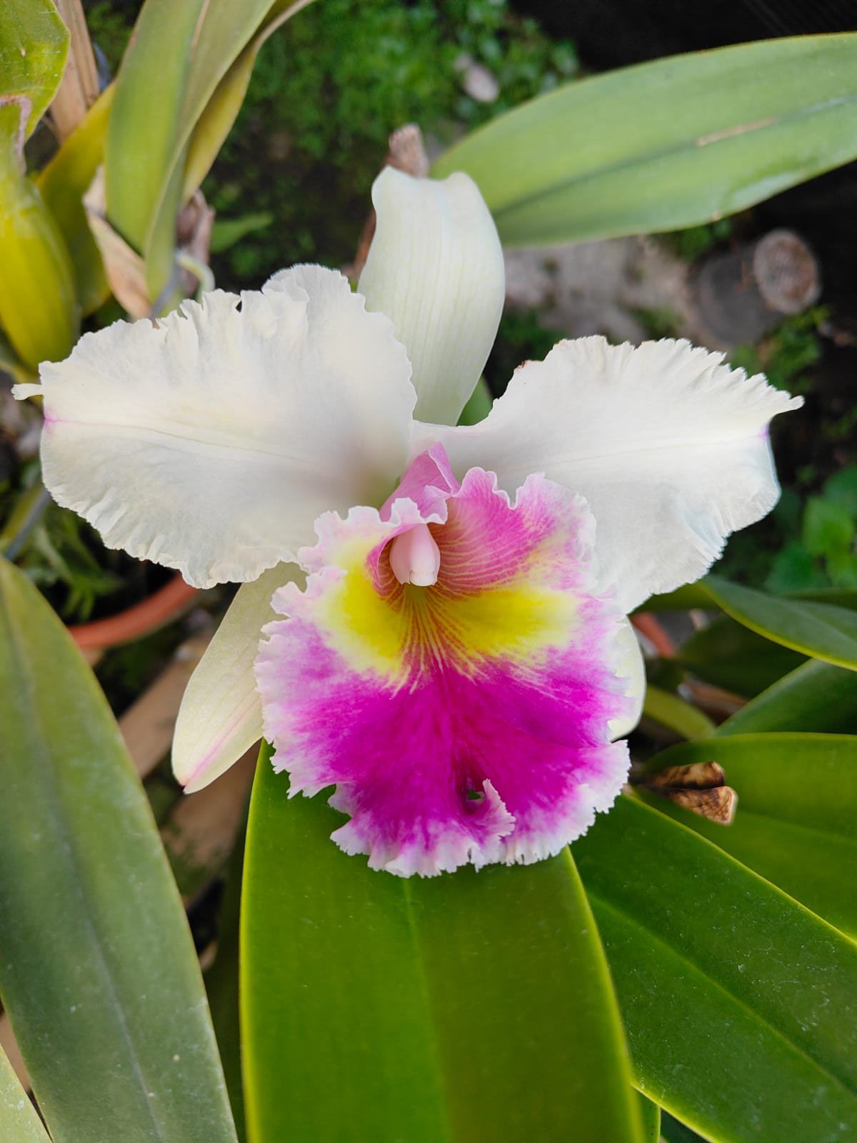 Rhyncholaeliocattleya Chian-Tzy Lass - orchidroots