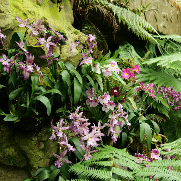 Orchids from Southeast Asia