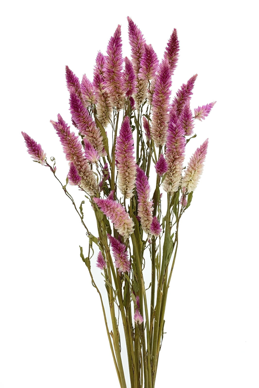 ｹｲﾄｳ ｼｬﾛﾝ N/ﾛｰｽﾞ: ドライフラワー ｜ YDMオンラインストア ｜ 横浜