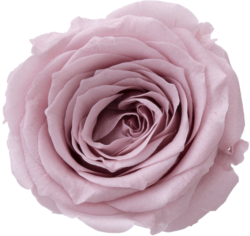 ﾛｰｽﾞ・ｻﾗﾐｽﾃｨｰﾛｰｽﾞ: プリザーブドフラワー ｜ YDMオンラインストア