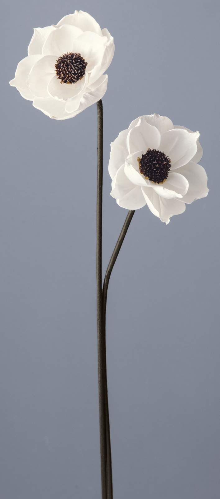 ｿｰﾗｰｱﾈﾓﾈ白: ドライフラワー ｜ YDMオンラインストア ｜ 横浜