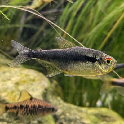 ブリリアント ブラックネオンテトラ | Ordinary-Aquarium