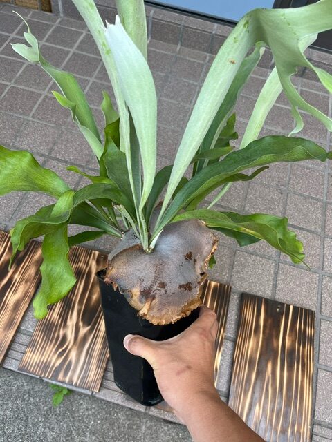 超簡単！密集したビカクシダの株分けと板付！ | ビザプラ研究室