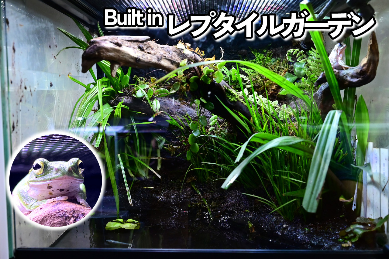 カエル・イモリのためのアクアテラリウム制作ノート – おたま商会