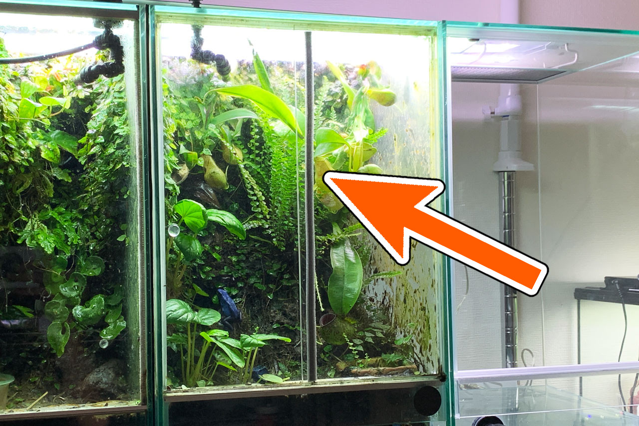 ヤドクガエル・パルダリウムケージ「PCP3045」レビュー – おたま商会