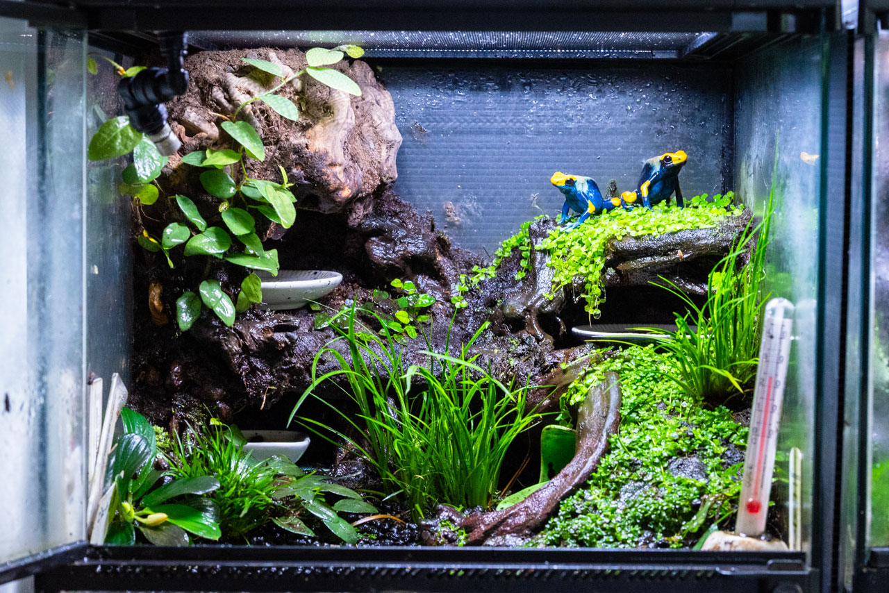 地表性ヤドクガエルのためのテラリウム制作例【アイゾメヤドク