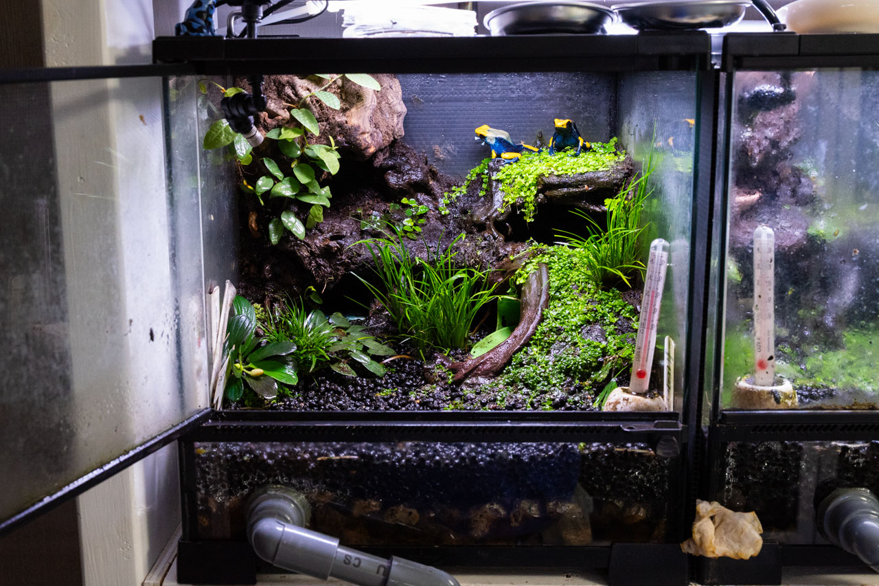 地表性ヤドクガエルのためのテラリウム制作例【アイゾメヤドク