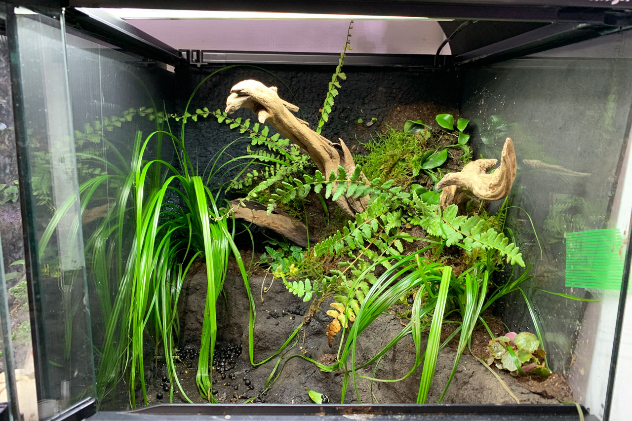 カエル・イモリのためのアクアテラリウム制作ノート – おたま商会