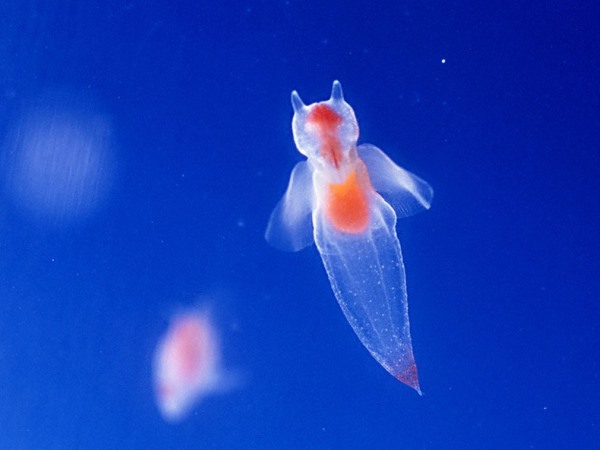 小樽家族 / ※クリオネラムネ