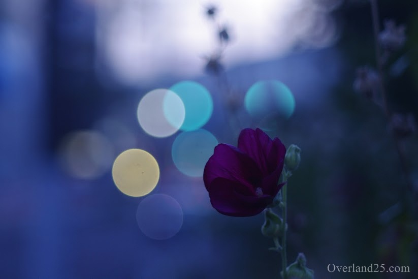 Super Takumar 105mm F2.8 – 「玉ボケ」というオールドレンズの新たな