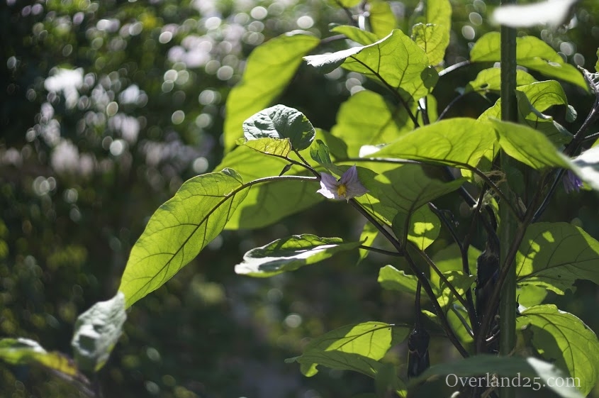 Yashica ML 50mm F1.9 – ヤシコン突入！最後から2番目はグルグルボケの