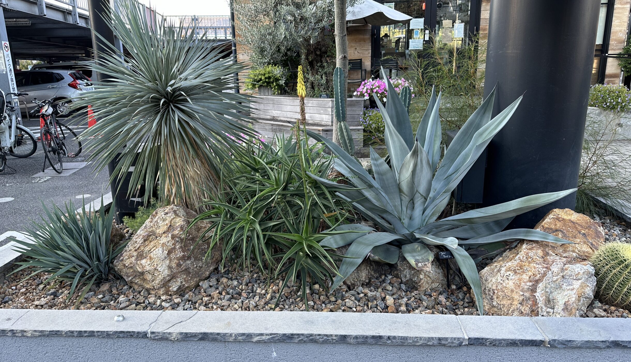 ドライガーデンおすすめ商品ご案内！ | オザキフラワーパーク | オザキ