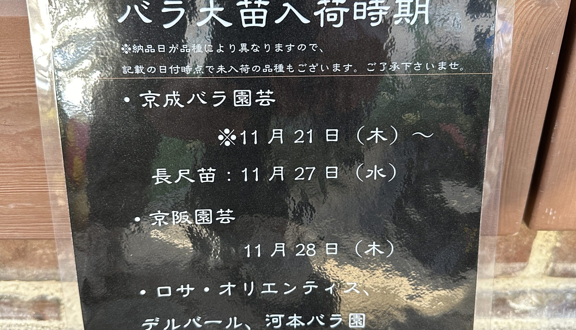 バラ大苗入荷時期のご案内！ | オザキフラワーパーク | オザキフラワー