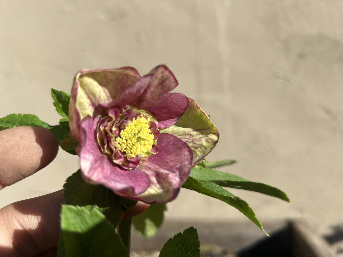 いよいよシーズン開始!! 加藤農園クリスマスローズ大集合!! | オザキ