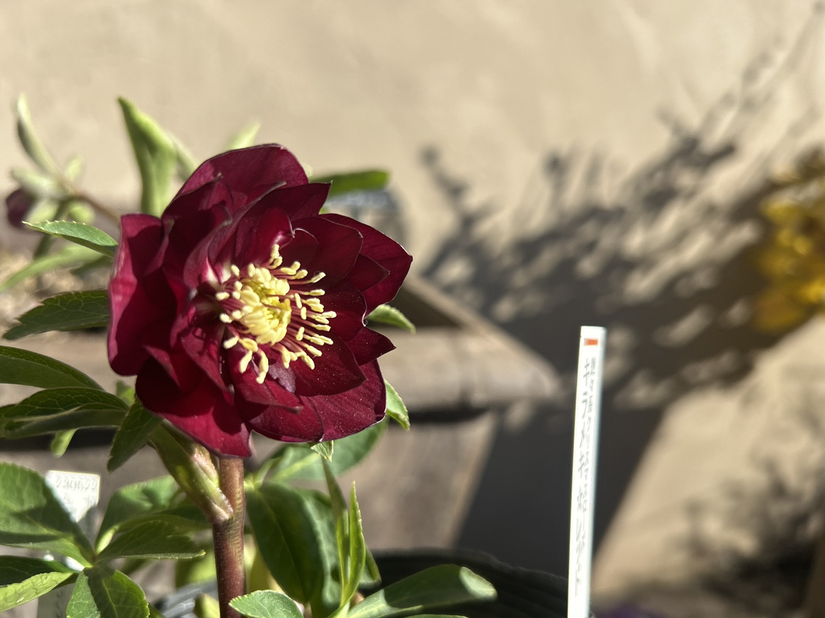 いよいよシーズン開始!! 加藤農園クリスマスローズ大集合!! | オザキ