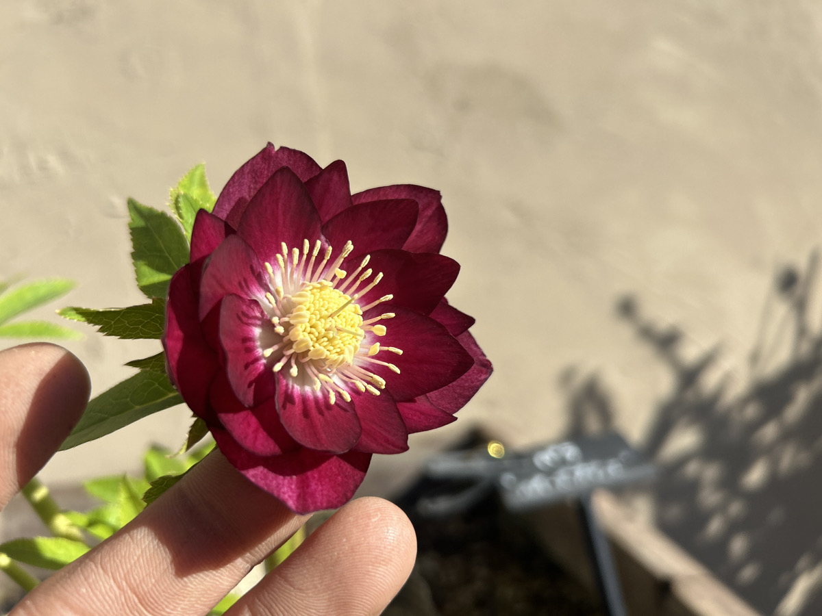 いよいよシーズン開始!! 加藤農園クリスマスローズ大集合!! | オザキ