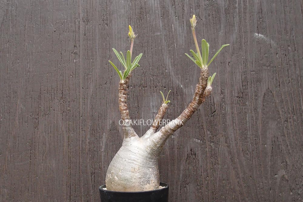 コーデックス（塊根植物） | オザキフラワーパーク | オザキフラワーパーク