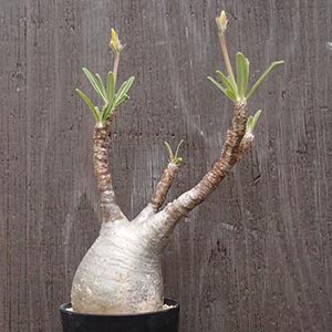 コーデックス（塊根植物） | オザキフラワーパーク | オザキフラワーパーク