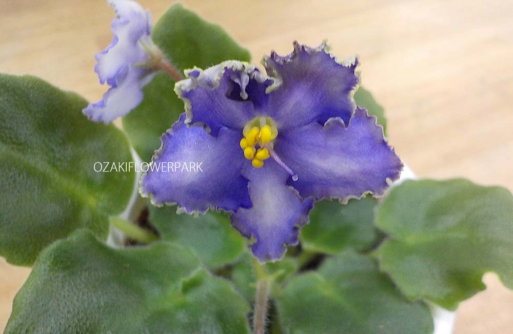 セントポーリア Zaca's ette 開花株 縞花 希少品種 セントポーリア