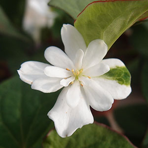 ドクダミ | オザキフラワーパーク | オザキフラワーパーク