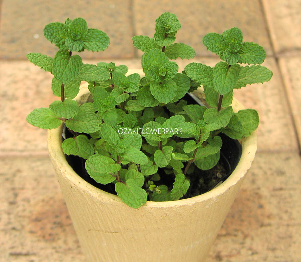 ミント | オザキフラワーパーク | オザキフラワーパーク