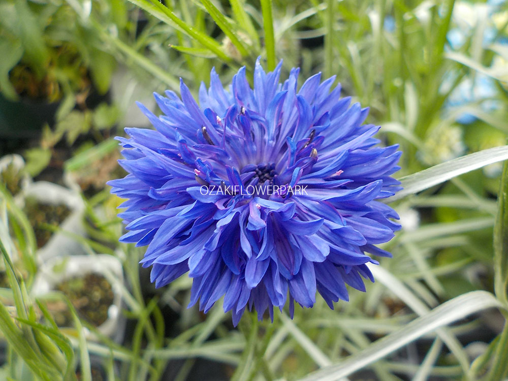 ヤグルマギク（矢車菊）（セントーレア）（コーンフラワー） | オザキ