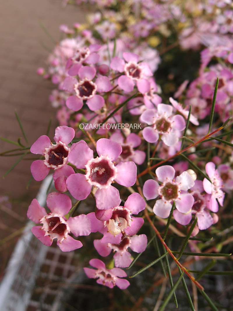 ワックスフラワー | オザキフラワーパーク | オザキフラワーパーク