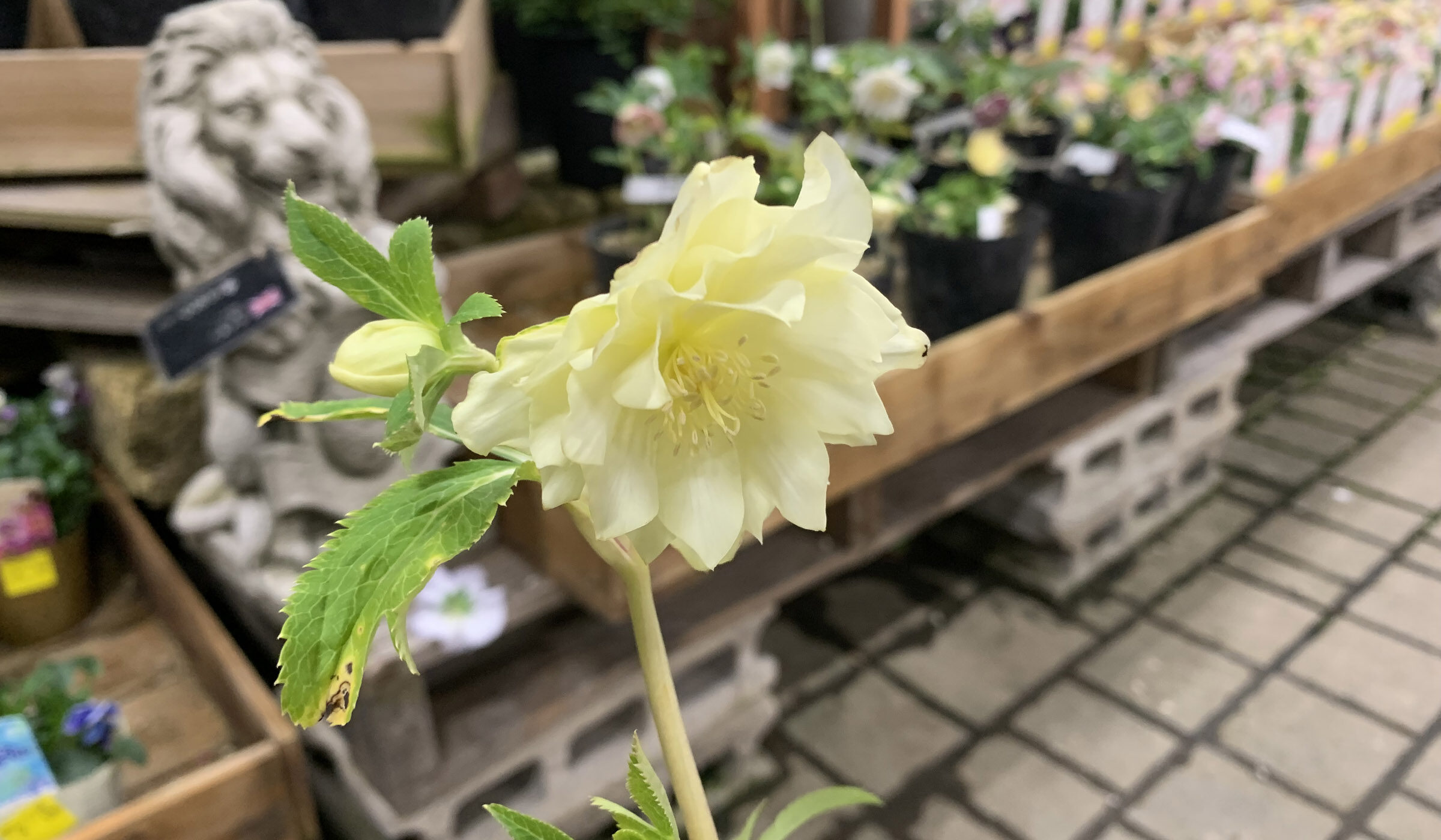 1F|クリスマスローズ開始です！ | オザキフラワーパーク | オザキ