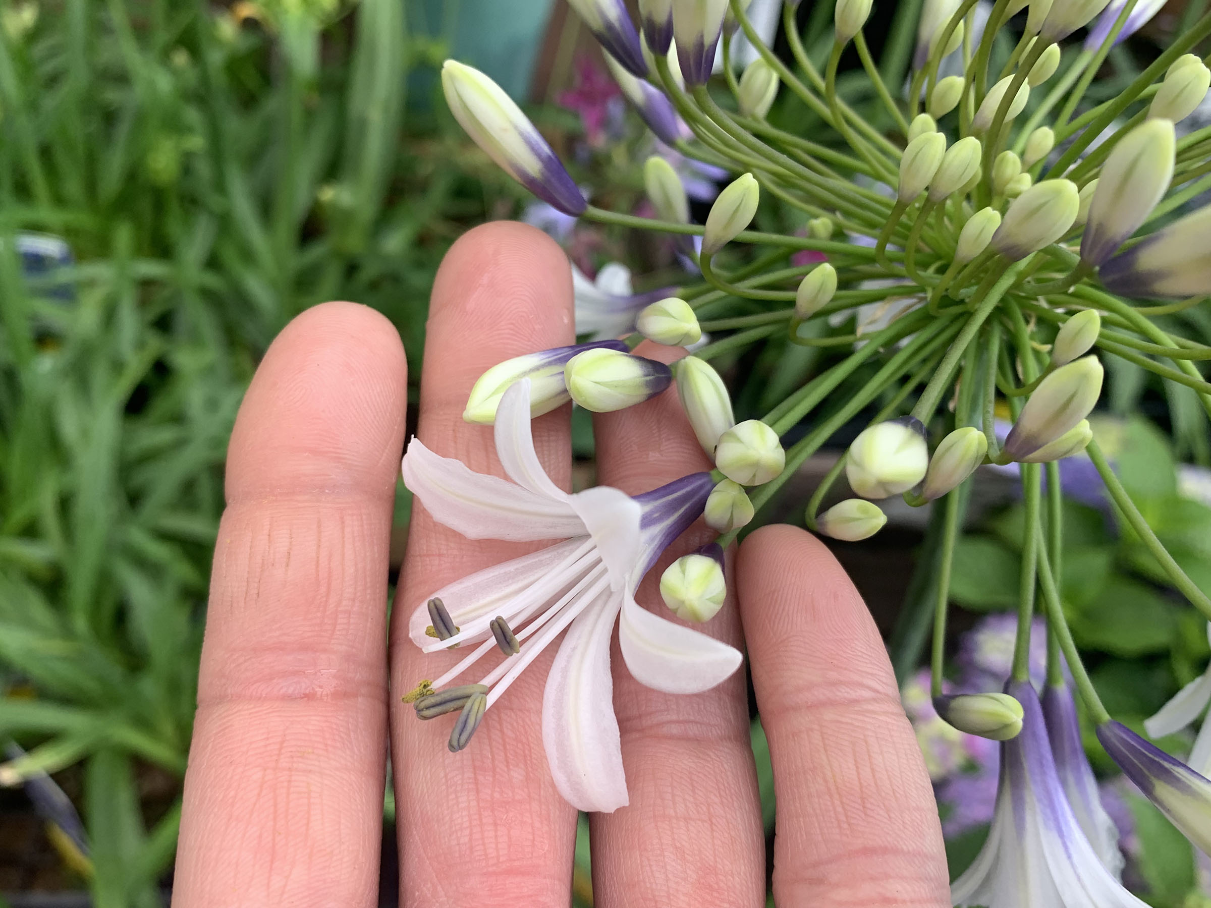 1F|入荷商品ピックアップ | オザキフラワーパーク | オザキフラワーパーク