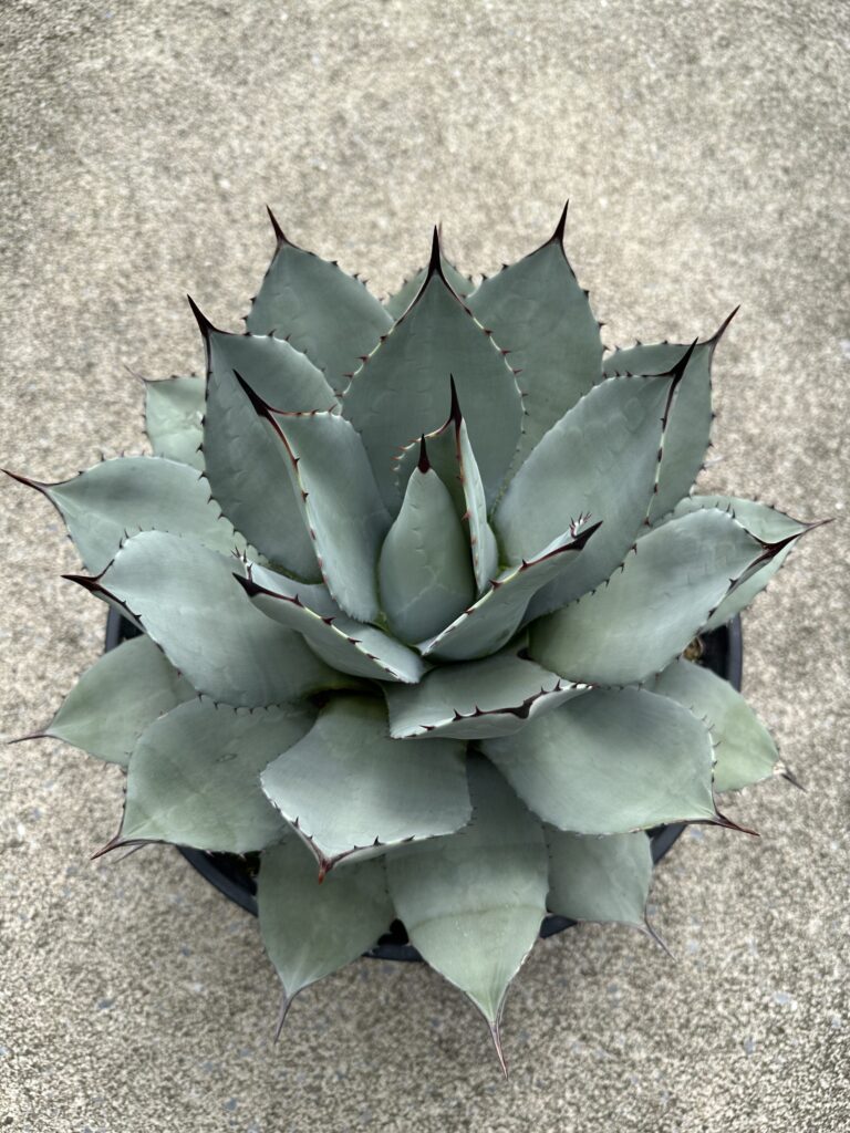 植木場よりアガベ品種ご紹介！ | オザキフラワーパーク | オザキ