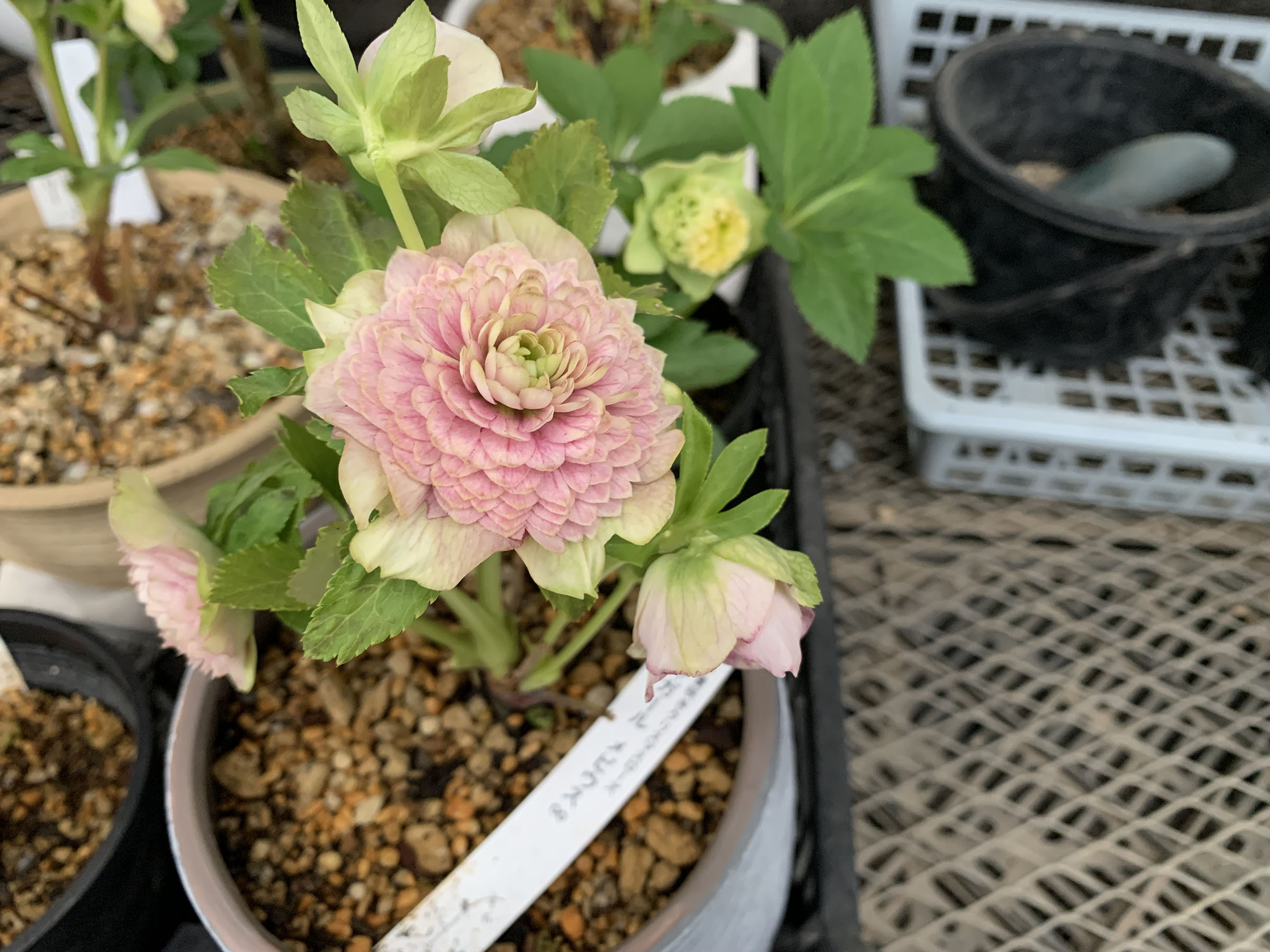 1F|入荷商品ピックアップ(ｸﾘｽﾏｽﾛｰｽﾞ、草花)＋オンラインショップ情報