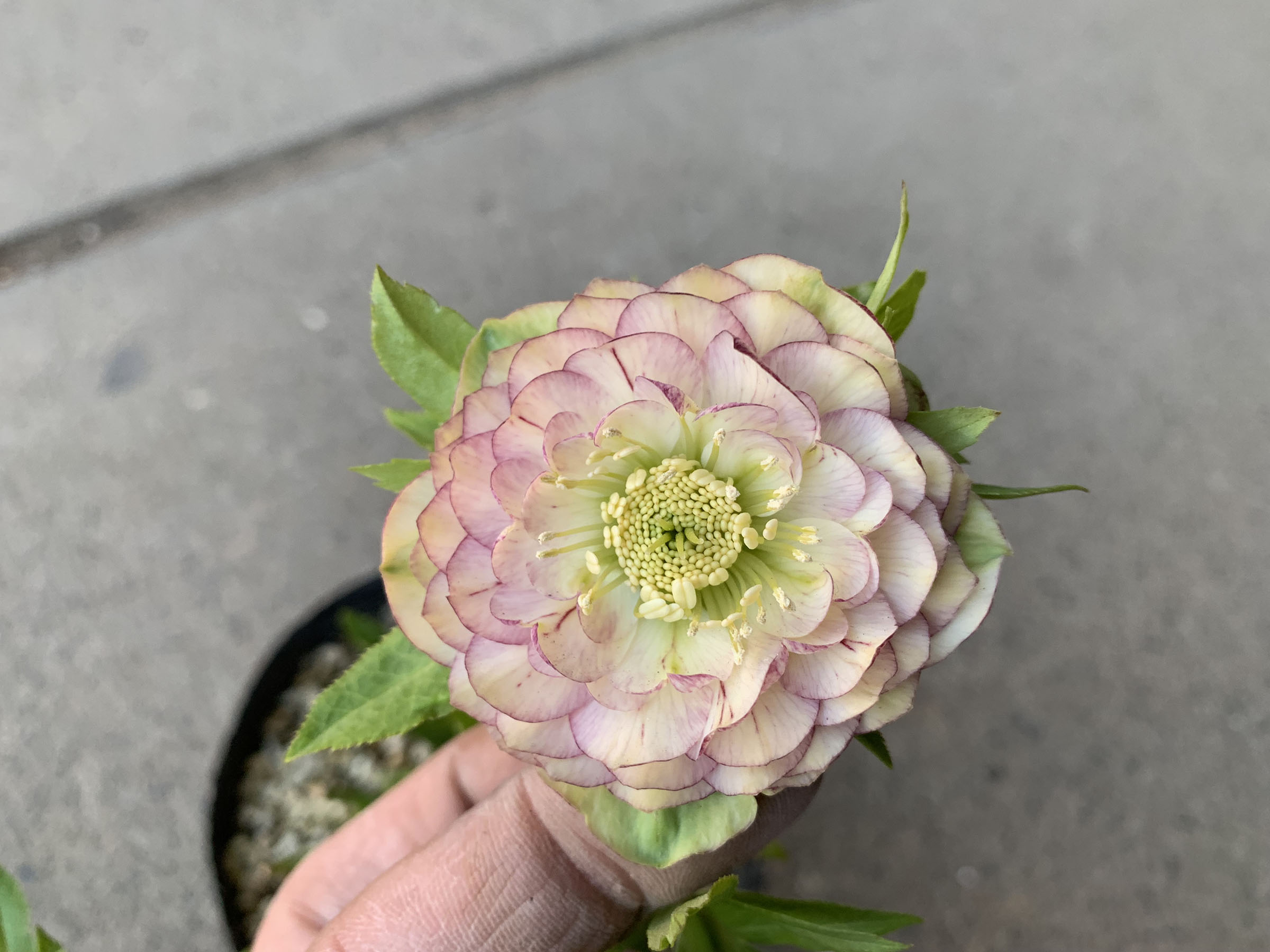 1F|入荷商品ピックアップ(ｸﾘｽﾏｽﾛｰｽﾞ、草花)＋オンラインショップ情報