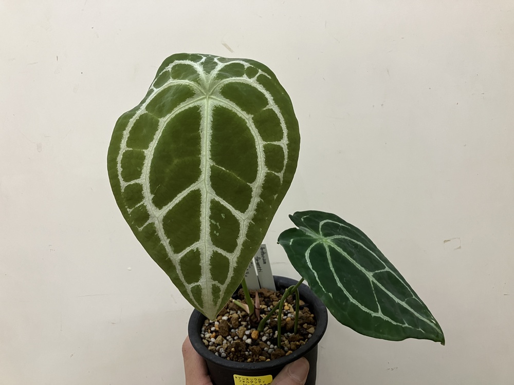 今週の原種系ショーケース アンスリウムなど | オザキフラワーパーク